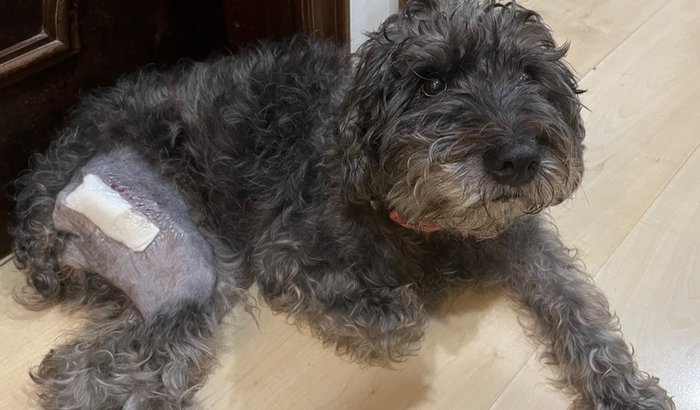 Berenice precisa da sua ajuda para andar sem dor