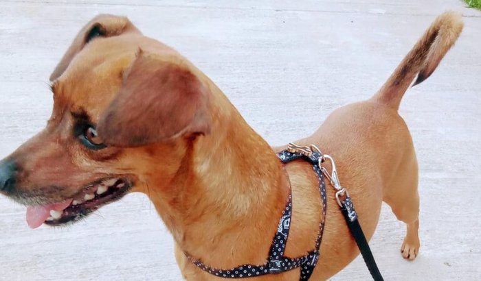 Salvando a Jujuba ❤️🩹🐶