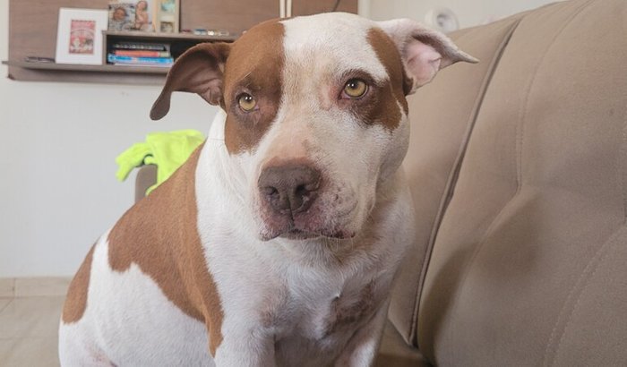 🐾 Ajude a Shakira a Vencer essa Batalha 🐾