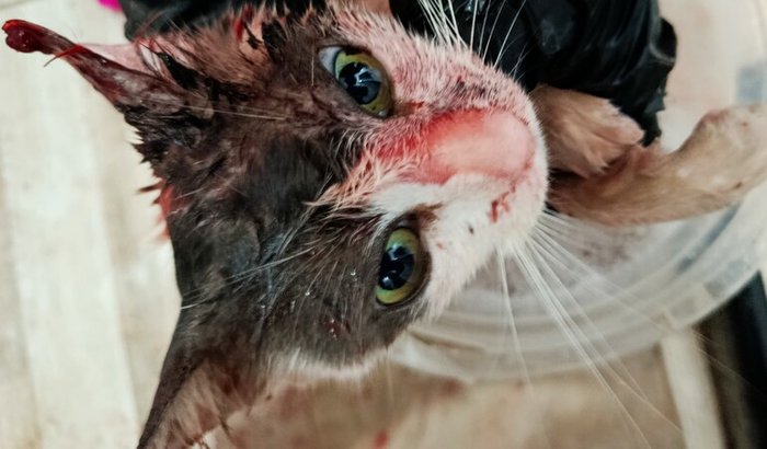 💔 Ajude o Tom a lutar pela vida 💔