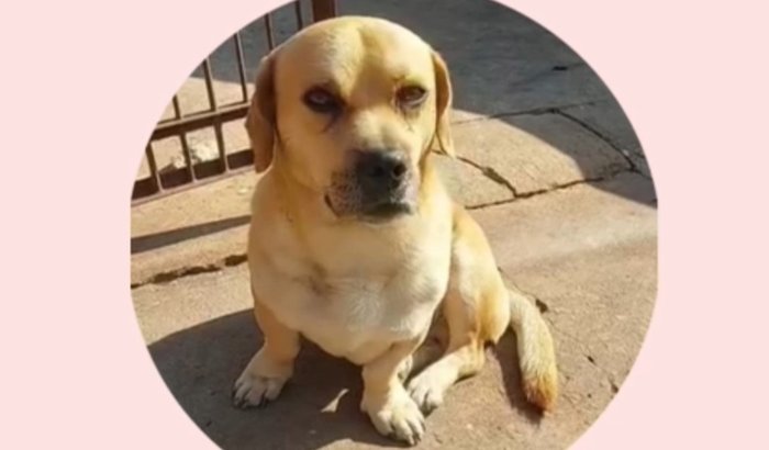 Ajude na cirurgia do Thor