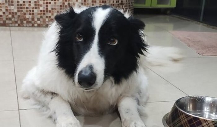 Tratamento da Maggie