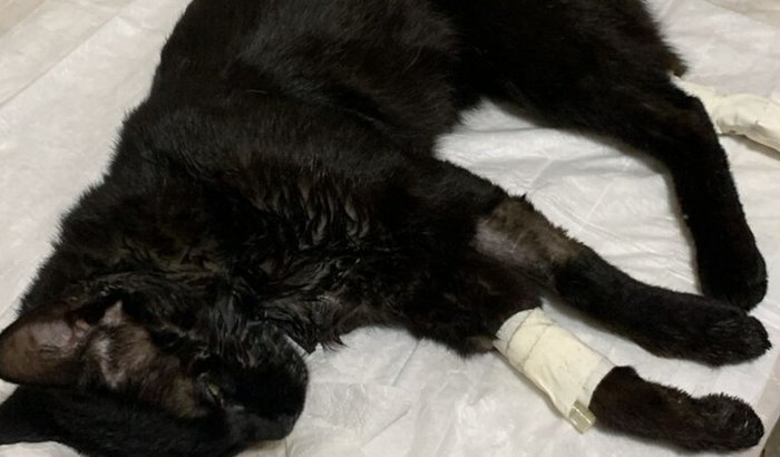 Ajude a salvar a vida do meu gatinho envenenado