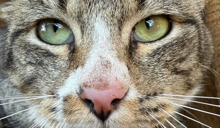 GATIL PARA 25 GATOS DE RUA