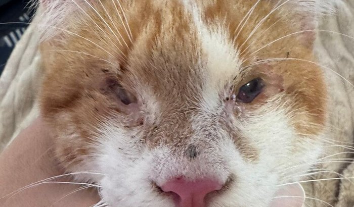 Ajude nosso ceguinho na cirurgia