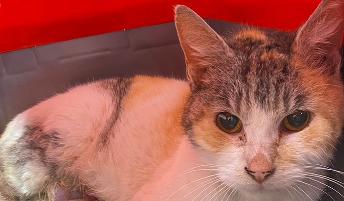 Ajuda para a Miminha