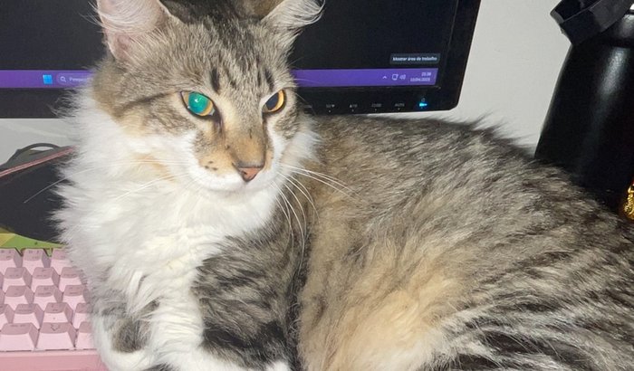 Me ajude a pagar o tratamento do Flint / melanoma