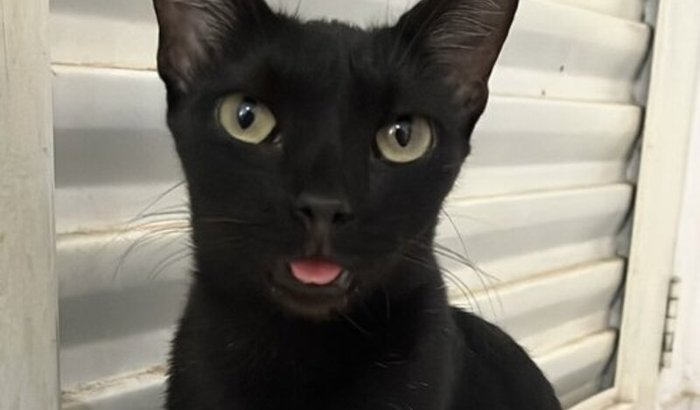 Cu Secco Bafo de Rosas