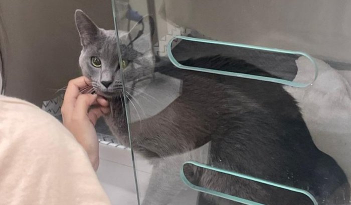 Cirurgia do Nosso bebê Bebeto (gatinho)