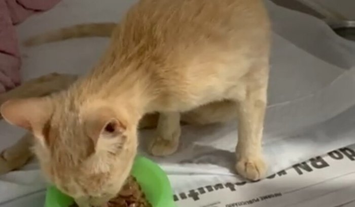 Ajude na cirurgia pra retirar a bala da coluna da juma