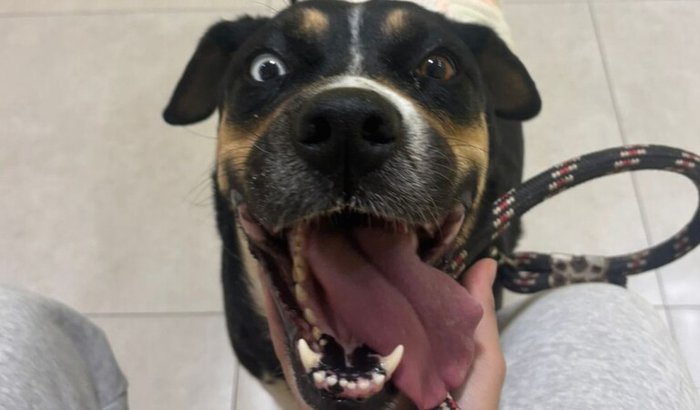 Socorro para Pandora: Pancreatite e Cirurgia de Emergência