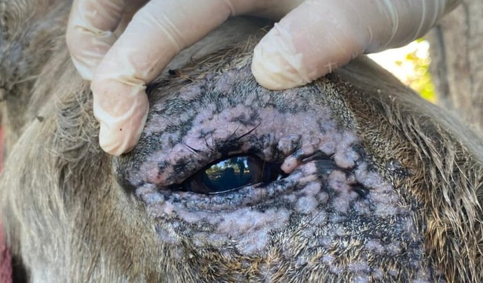 SOS Tratamento das Orelhas