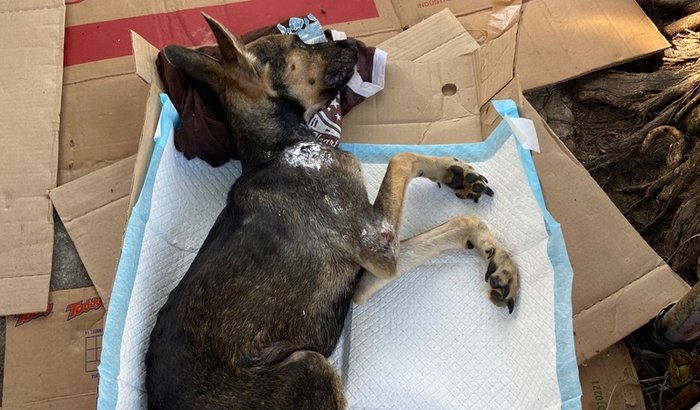 Doe amor e cuidado: ajude a senhora Rosa e seus cães🌹🐶