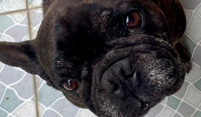 Ajude o Fred a ter uma nova chance de vida!