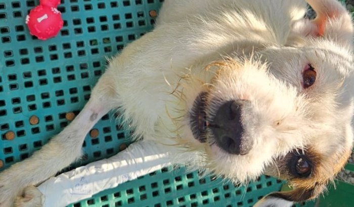 CACHORRA ATROPELADA