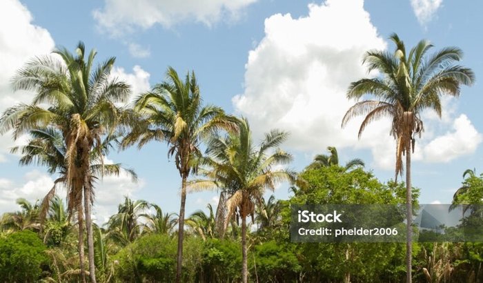 Babaçu Sustentável: Tecnologia a Serviço da Comunidade