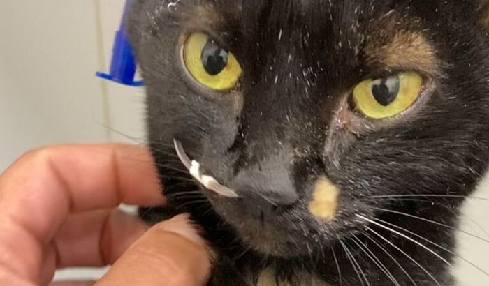 Tratamento da Gatinha Madalena