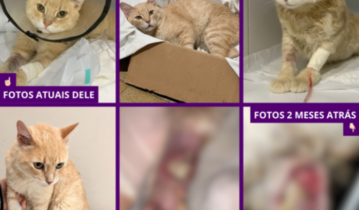 SALVE A VIDA DO TENGO.