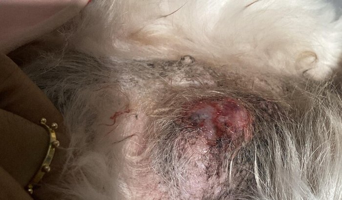 Cirurgia da Lola 14 tumores