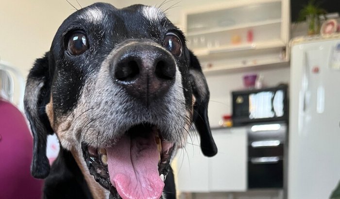 Ajude a Ceci voltar a andar!