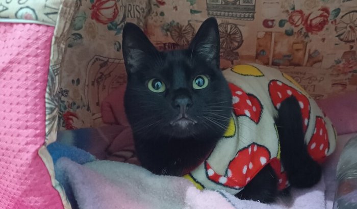 Um amanhã sem dor para a Pantera