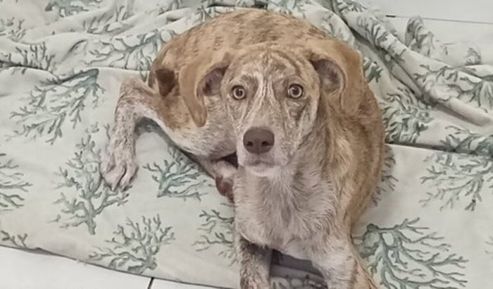 Ajudem o Xande - Cirurgia Ortopédica