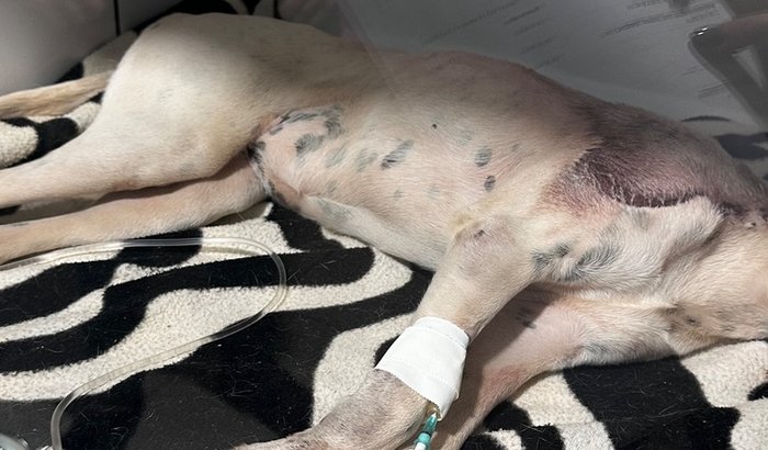 Ajude a salvar a vida da Lupi 