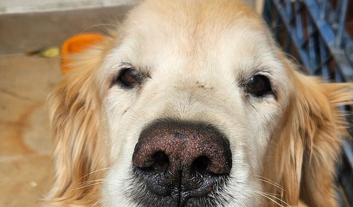 💛 Ajude o Mike a ter qualidade de vida 💛