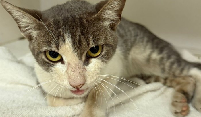 Cirurgia da Marinete