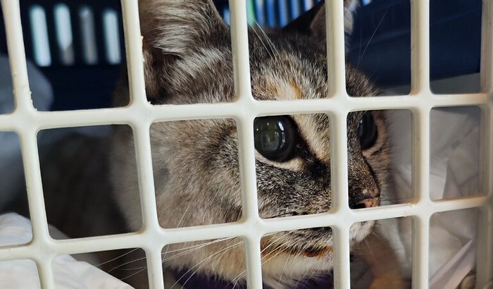 Tratamento renal da Panqueca ❤️🩹