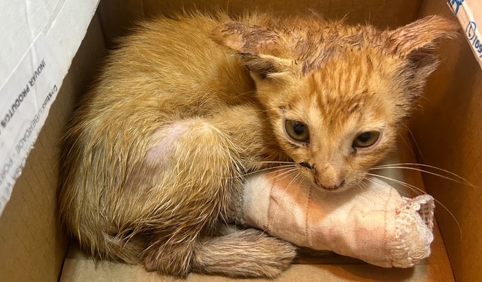 Amputação& tratamento do Simba 🐆❤️