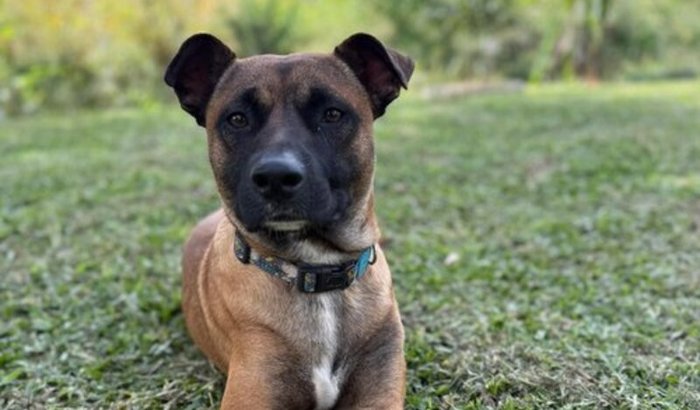 Uma nova chance para o Chocolate!