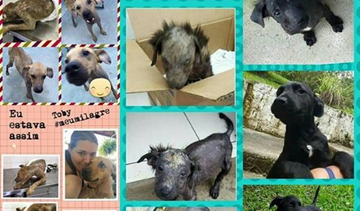 Construção de Abrigo para Animais Abandonados