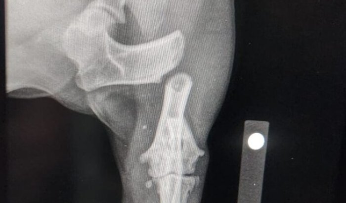 Ajudar cirurgia da Cachorrinha Lua