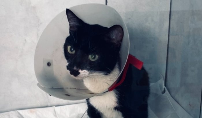 🐾 AJUDA PARA O GATO CLAYTON 🐾