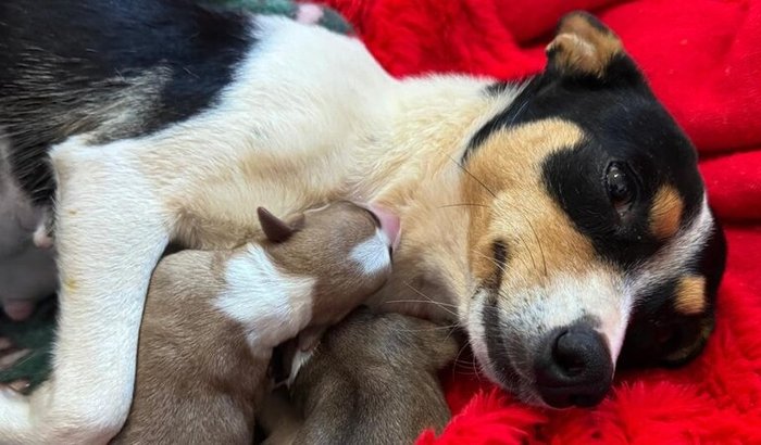 Ajude a Florinha e seus bebês a vencerem essa luta!