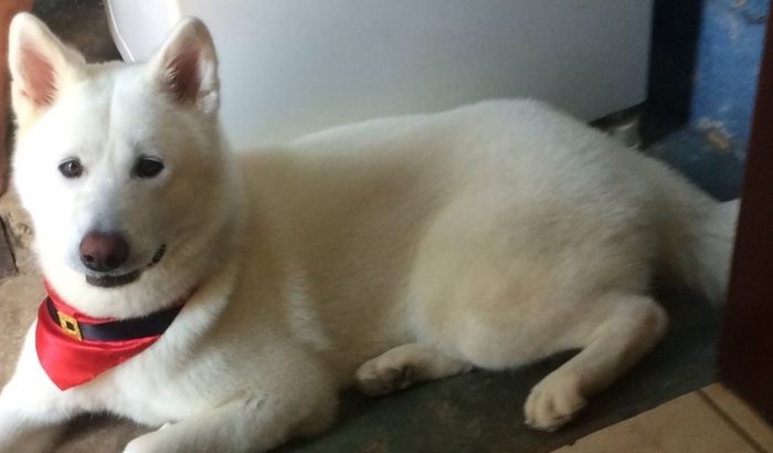 Cadeira de Rodas para a Clau (Akita de 7 anos)