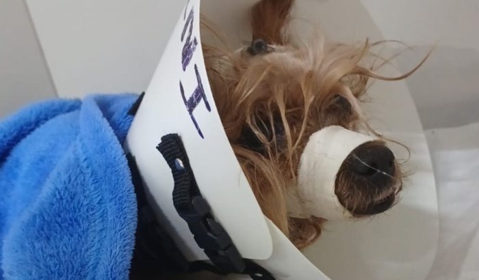 Ajude a Babalu a viver!