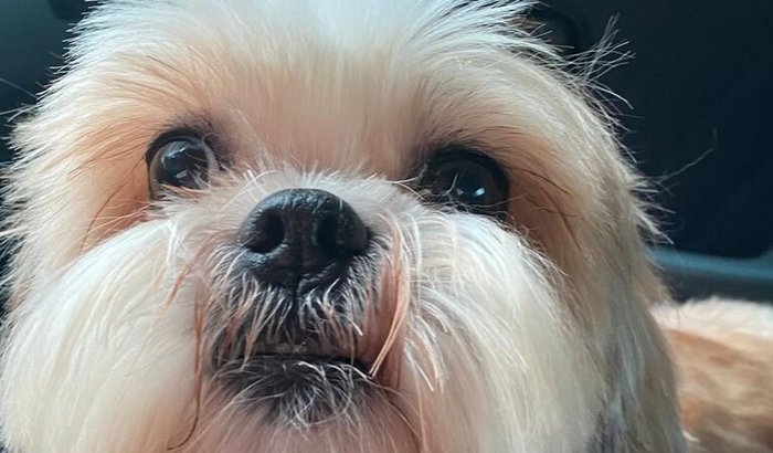 Ajudem no tratamento da Pietra (minha cachorrinha)