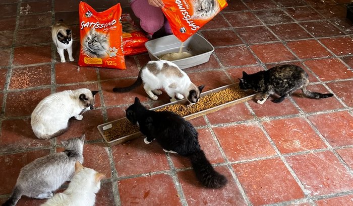 DOE DEZ E AJUDE ALIMENTAR MAIS DE CEM 