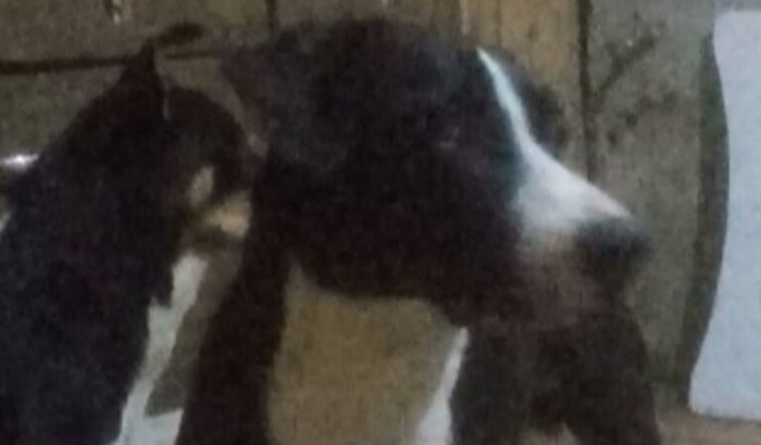 A vakinha já não existe, obrigado a tudos...