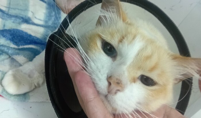 AJUDE A PAGAR AS CONTAS VETERINARIAS DO ROBERTO