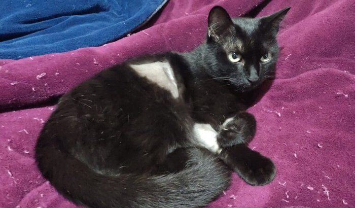 Ajude Ágata a gata!