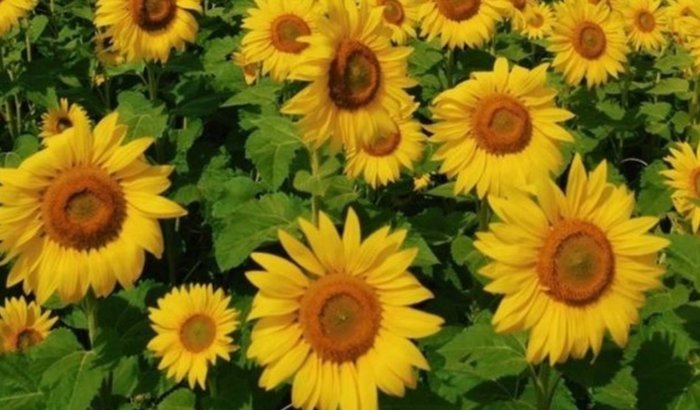 Com amor, podemos transformar a vida de Sabrina