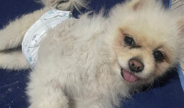 Ajude o Davi a voltar a andar