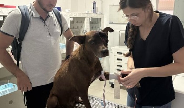 Cadela Maus Tratos - Esconso Brumado