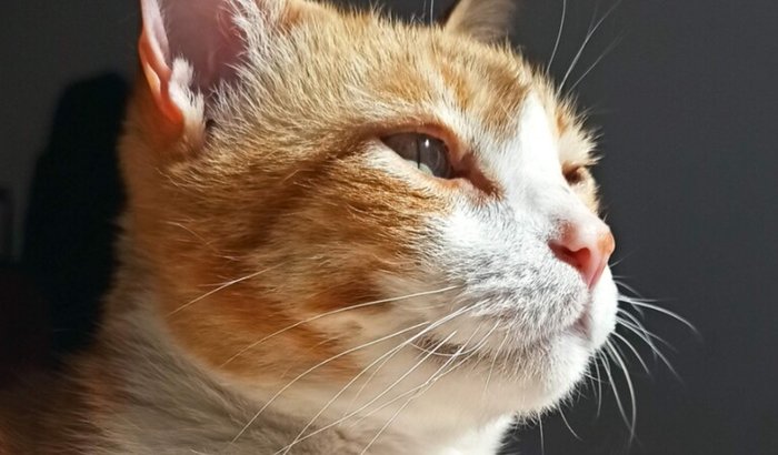 Tratamento de saúde do Joaquim 😻 (Felv+)