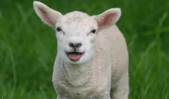 PIX CHA DE BEBE FYEL/ASH