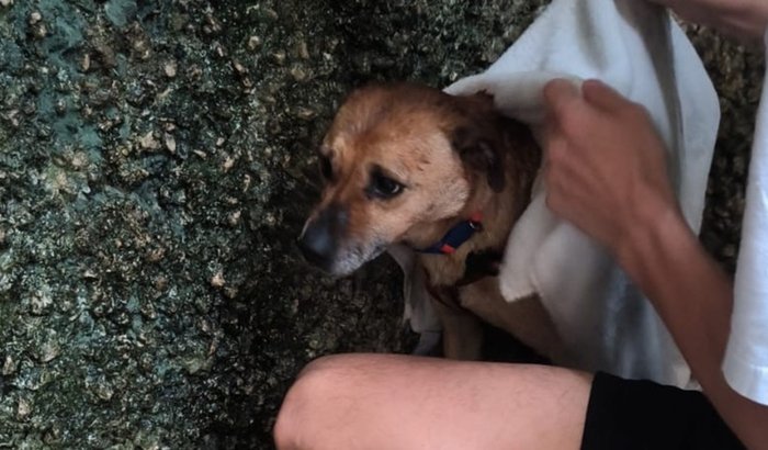 VAKINHA EMERGENCIAL (PRIMEIRA FASE)- MARCELINHO