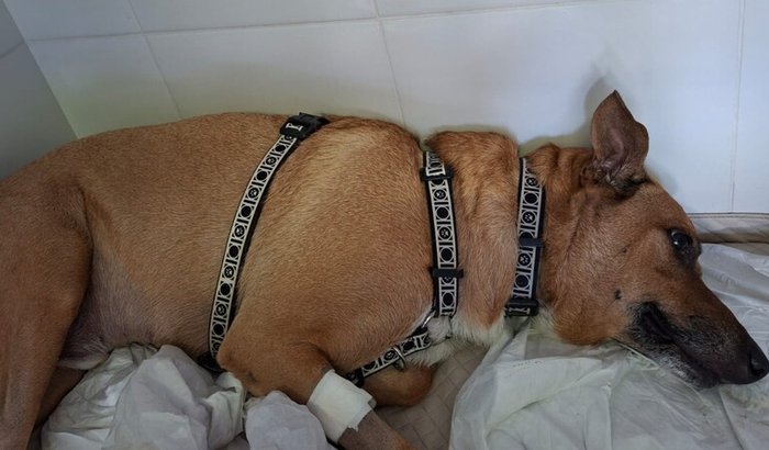 Doguinho Caramelo - Bacana tem doeça rara Síndrome de Evans